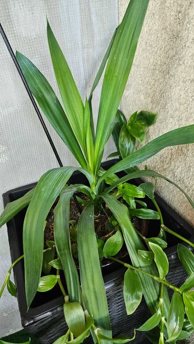 Продавам цветя от личната си колекция