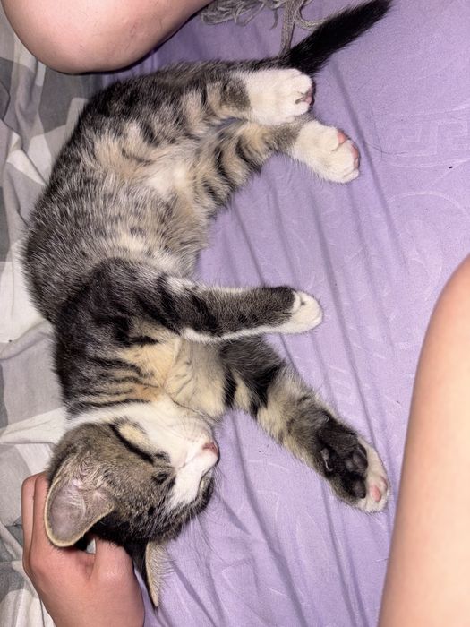 отдадим котят в добрые руки