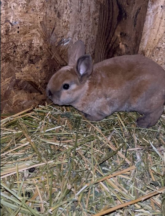 Iepurași Rex pitic ( 2 femeluțe) de vânzare !