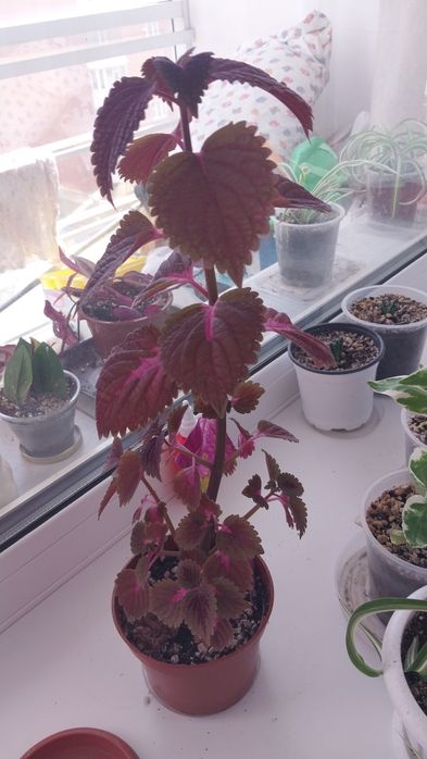 Продам комнатные цветы..