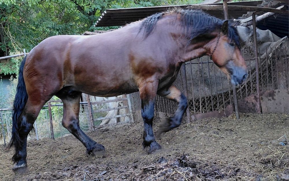 Жребец 4Годишен.цена при бартер 12000лв.