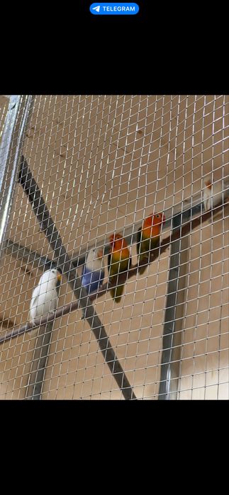 Qushlar tezda sotiladi