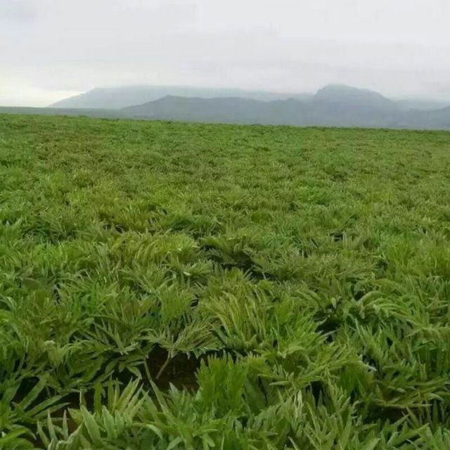 Ekib bergan ko‘chatlarimizga garantiya beramiz