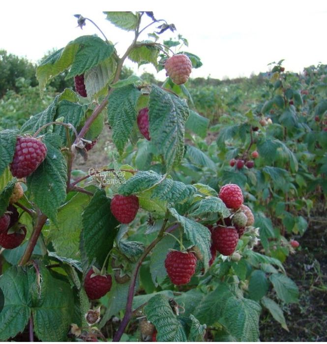 Малина ремонтантная крупная