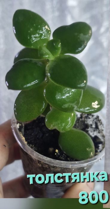 Цветы на продажу