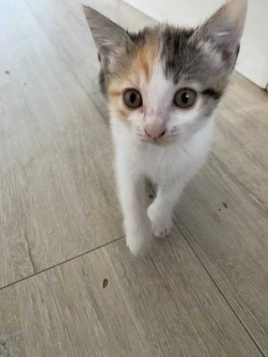 Отдам котенка,девочку. Ласковая, умная.