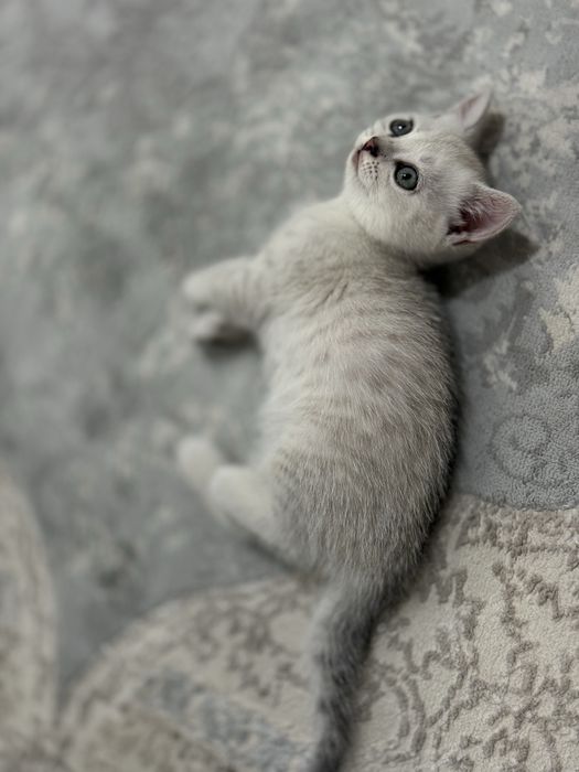 Породистые котята: британцы