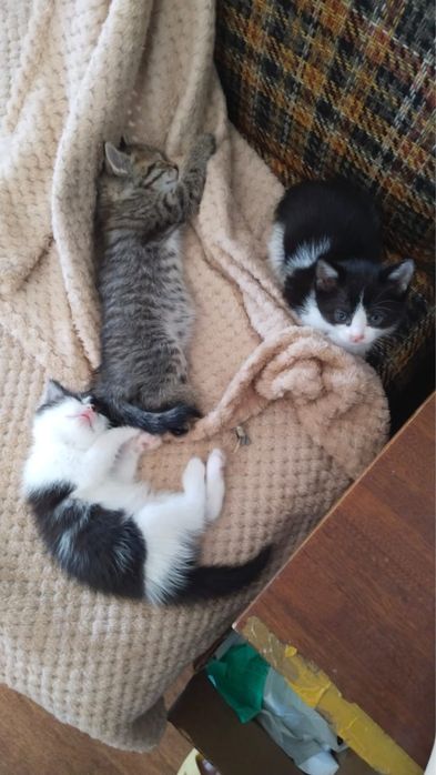 Котята в добрые руки
