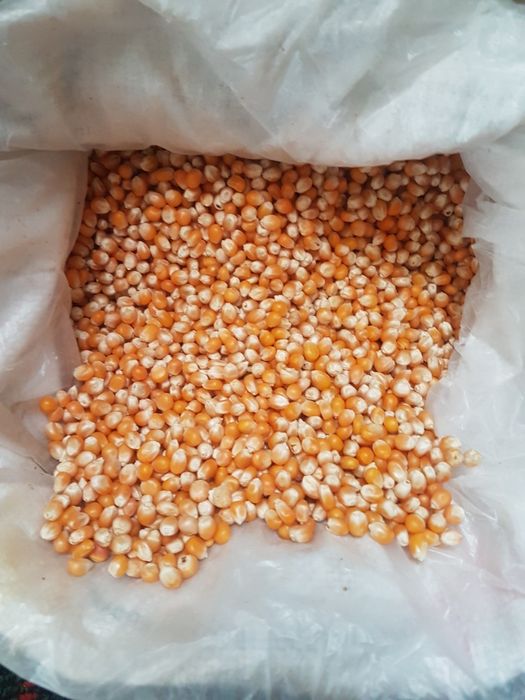 2025 йилги /Aмерика/Попкорн/