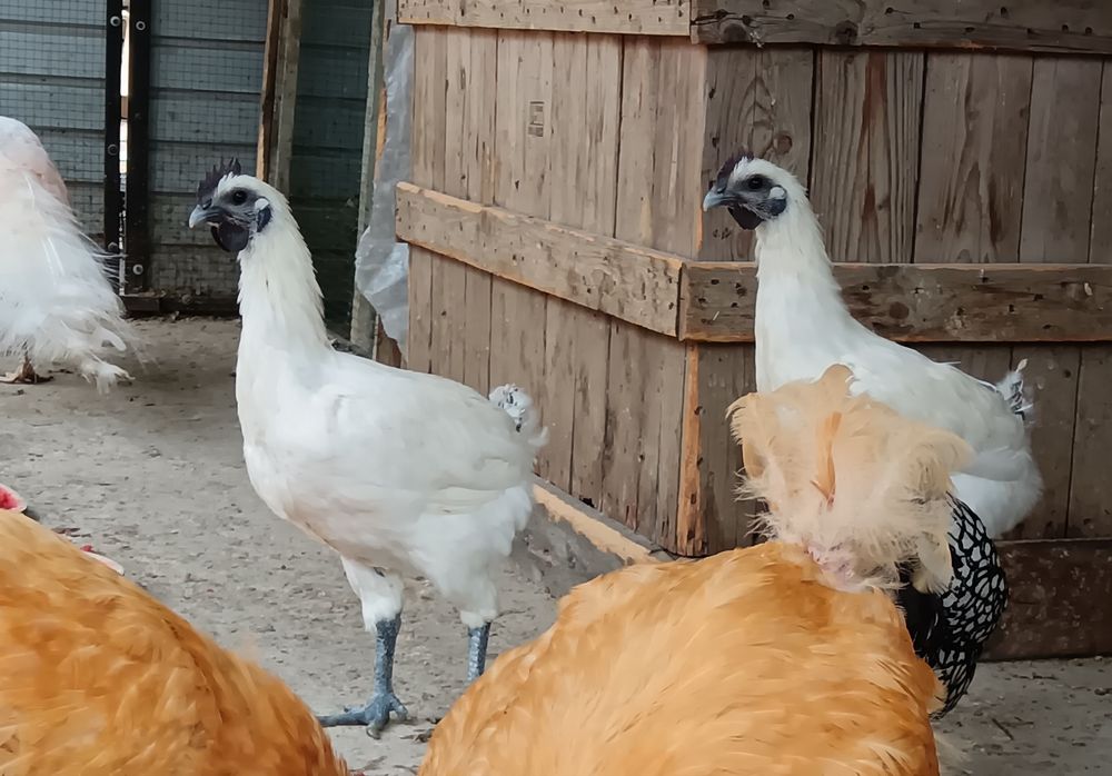 Puicuțe si cocoși Ga H Mong 2025