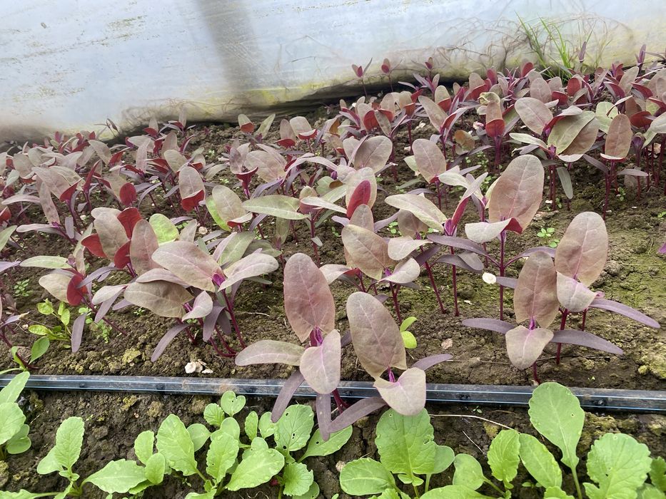 Vand ridichi , loboda la fir sau la  legatura !