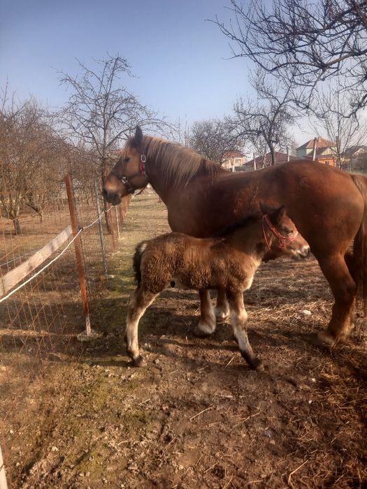 Iapa de 4 ani cu mânz 3 săptămâni de vanzare se poate vedea în ar nou