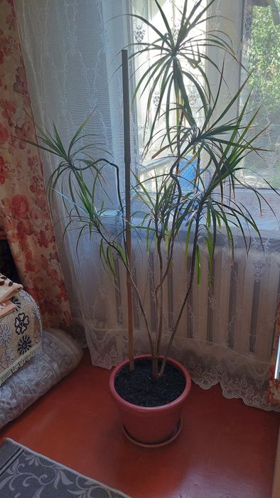 Комнатные цветы ,растения