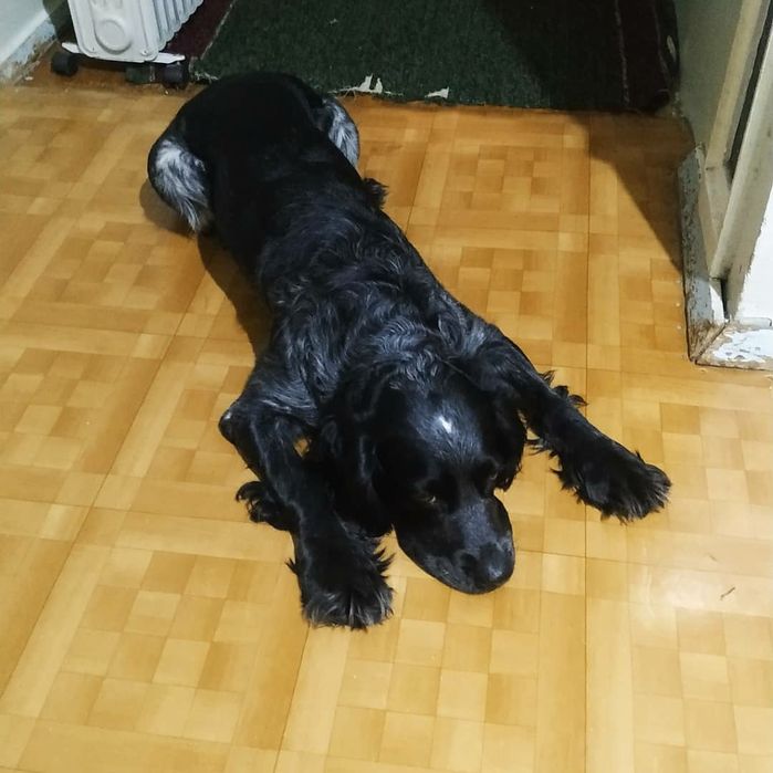 КОБЕЛЬ ДЛЯ ВЯЗКИ. НЕ ЩЕНКИ. Ищем подругу для Русского спаниеля.