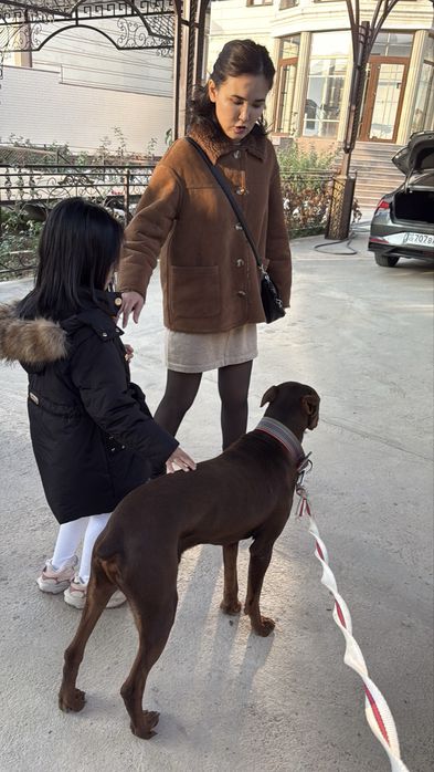 Доберман собака 8,9 месяц.