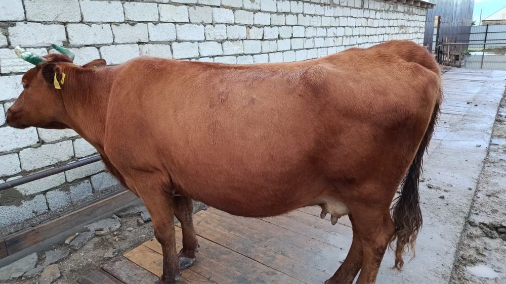 Продам корову. Сиыр сатамын