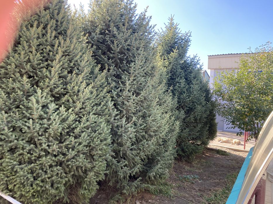 Елий зеленные