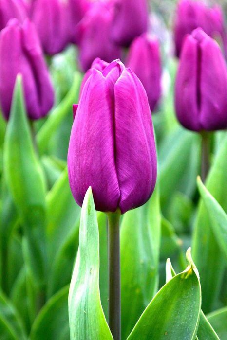 Тюльпаны корпаративы на 8 март