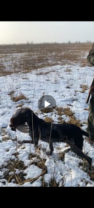 Дратхаар продаётся срочна сучка