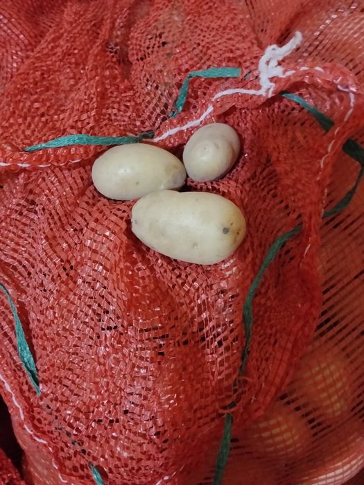 Продам семенная картошка