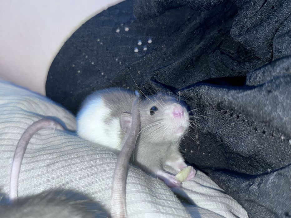 Крысы дамбо 2 девочки