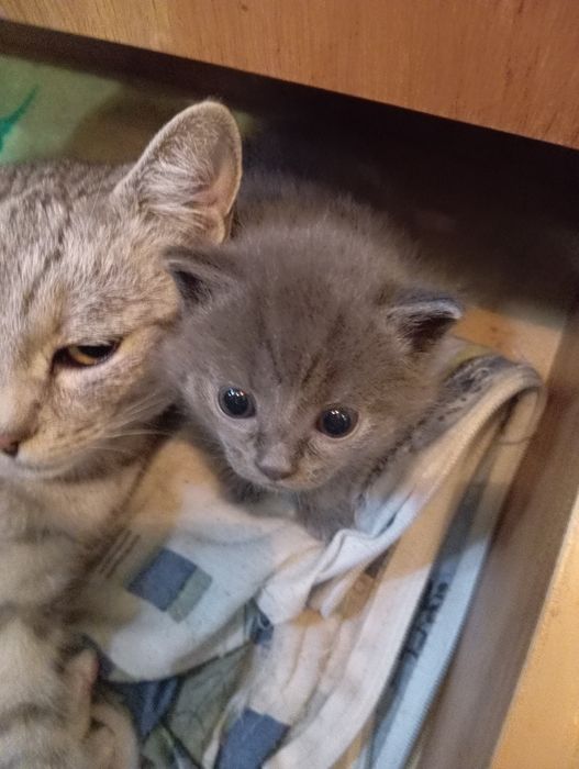 Котята отдам в хорошие руки