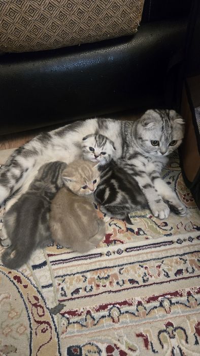 Шотландские вислоухие котята