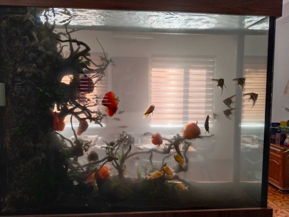 Профессиональная чистка аквариума AQUALIFE