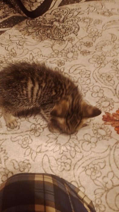 Отдадим котят в добрые руки