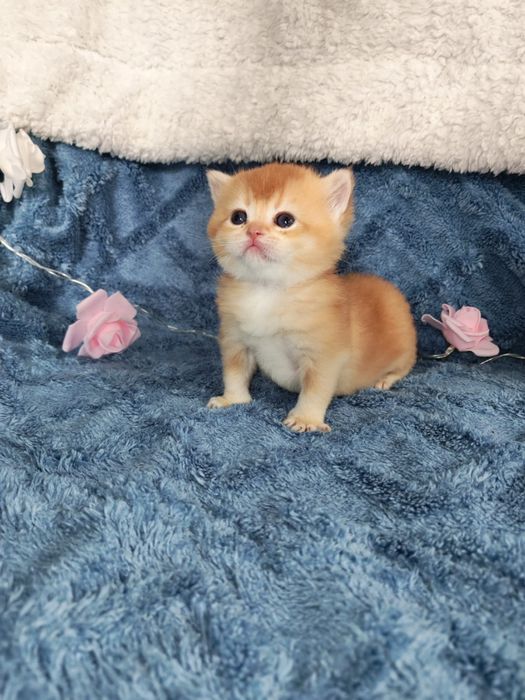 Золотая шиншилла