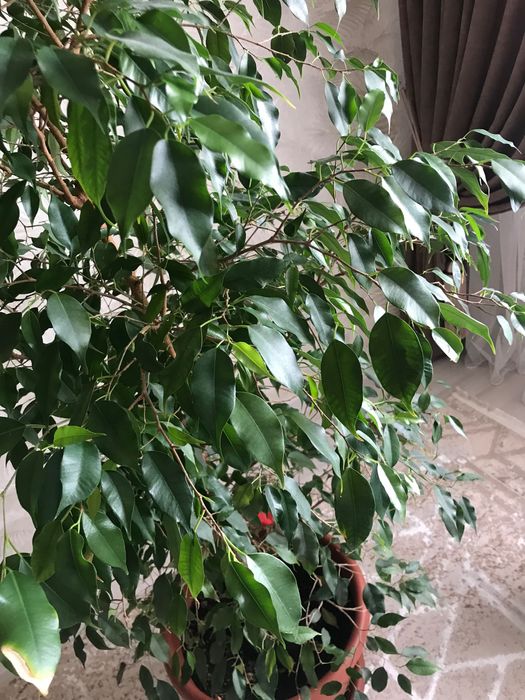 Цветок Фикус долларовый