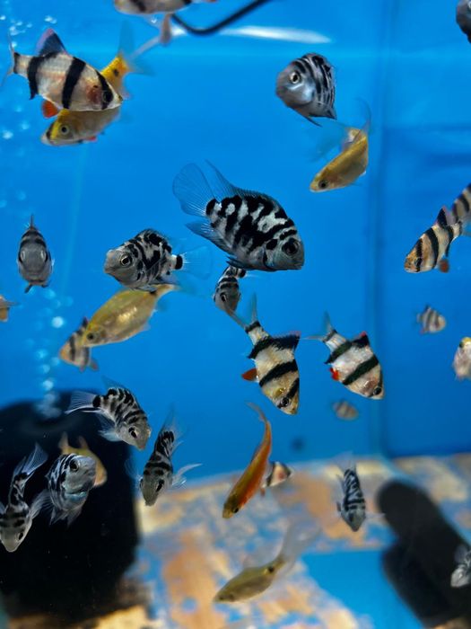 Аквариумные рыбки