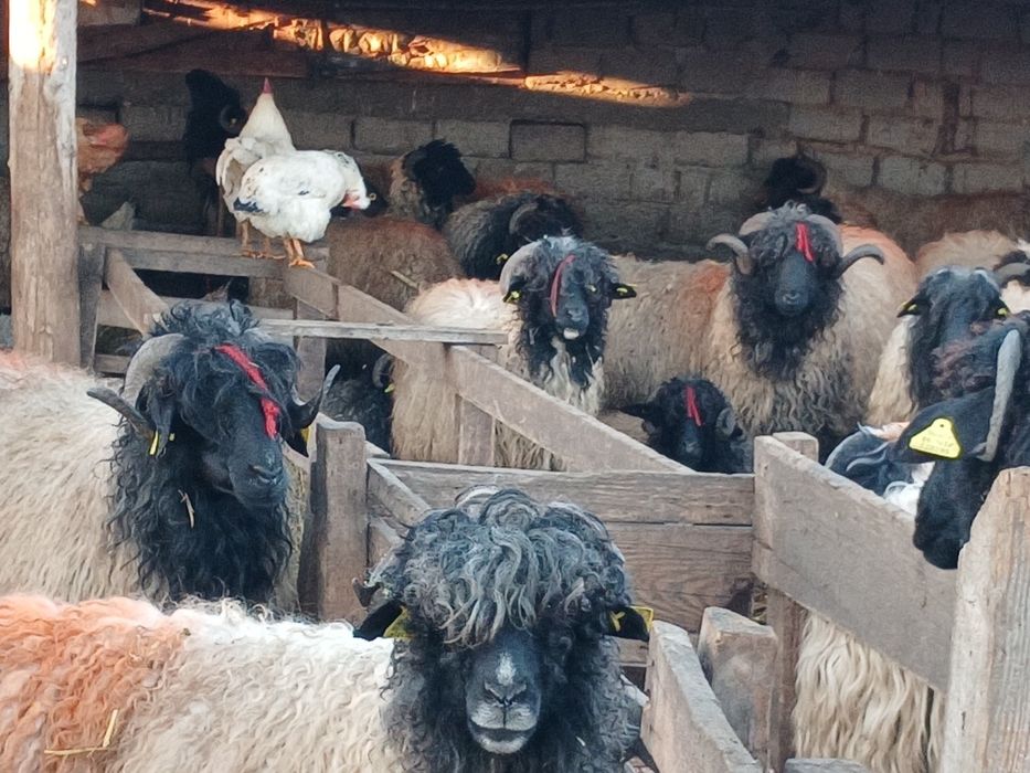 Se vinde Carabase de Brastavatu