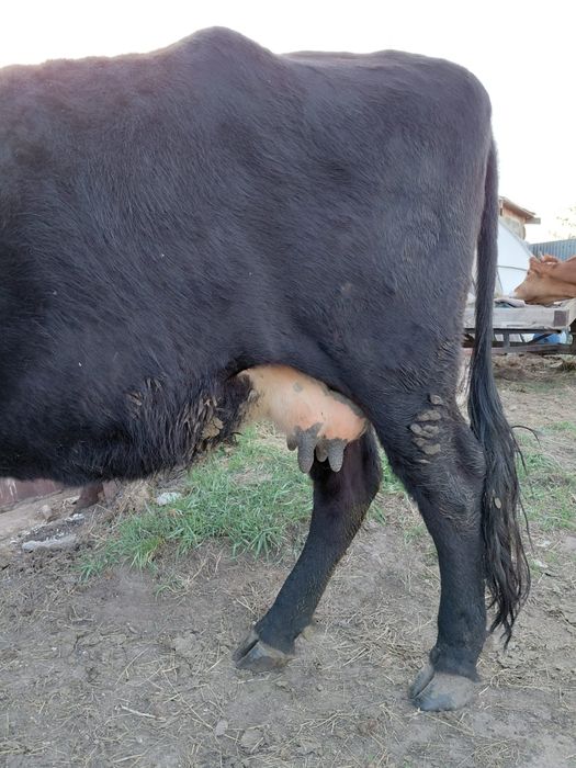 Продам корову 6 лет. Большаяяя