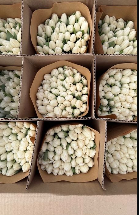 Тюльпаны 850 тг оптом