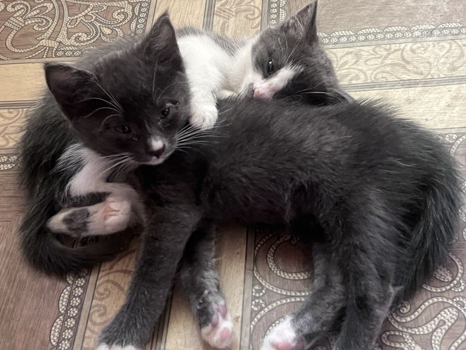 Котенок 2 месяца, отдам в очень хорошие, добрые руки