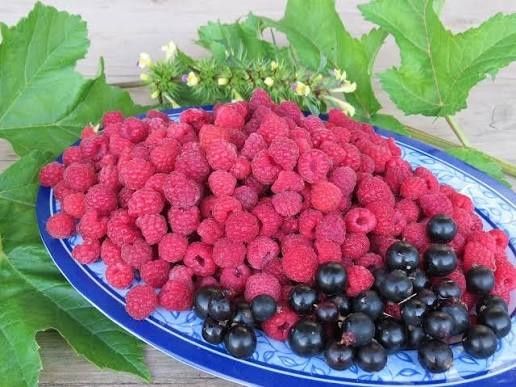 Продам ,Малина,  смородина , крыжовник