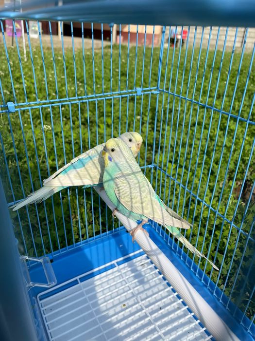 Попугай  комплект с  клеткой