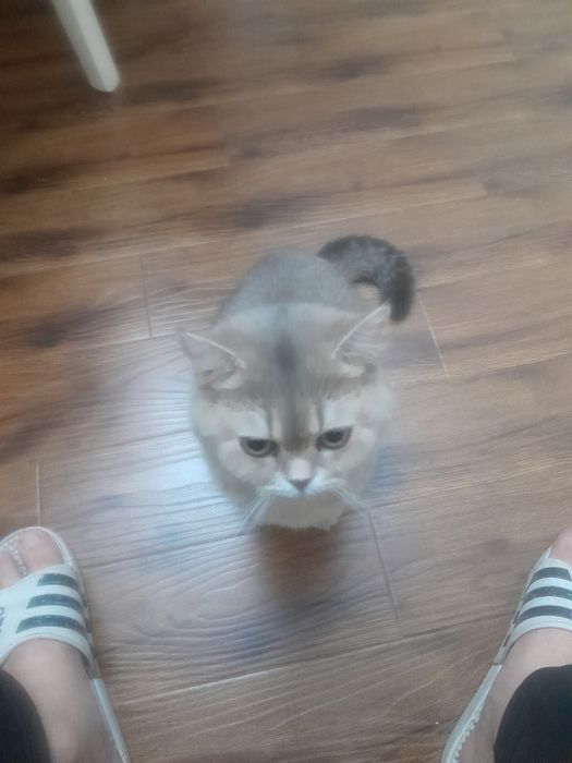 Срочно продаётся кот.Британская шиншила.