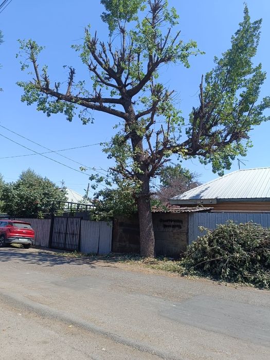 Пилим деревья, сделаем обрезку