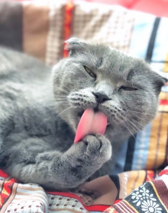 Отдам в добрые руки кошечку