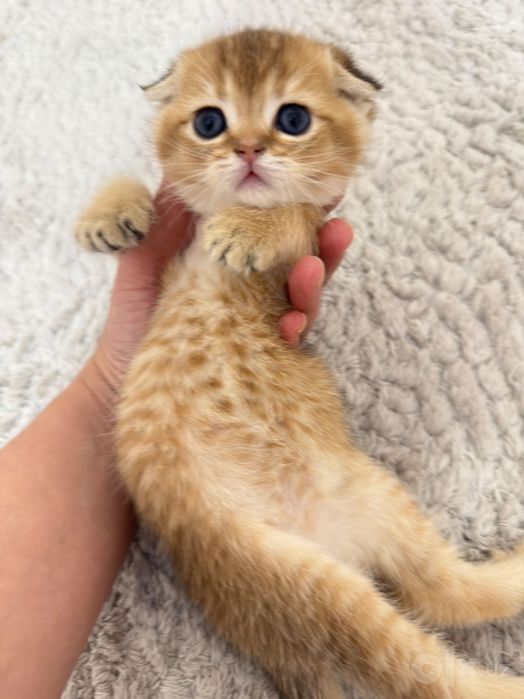 Продаются породистые котята короткошерстные британцы