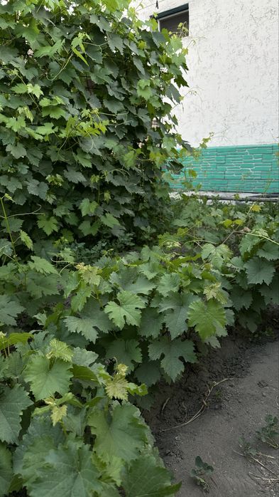 Саженцы винограда