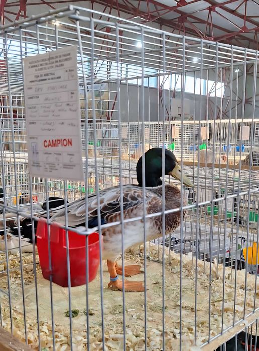 Rate rasa Streicher - 2 perechi (+ 1 ratoi cadou))