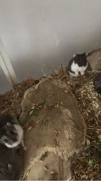 Hamsteri pitici