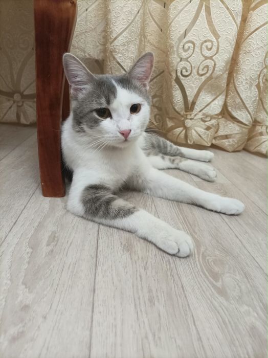 Срочно котик в добрые руки