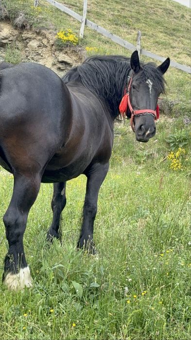 Iapă neagră 6 ani