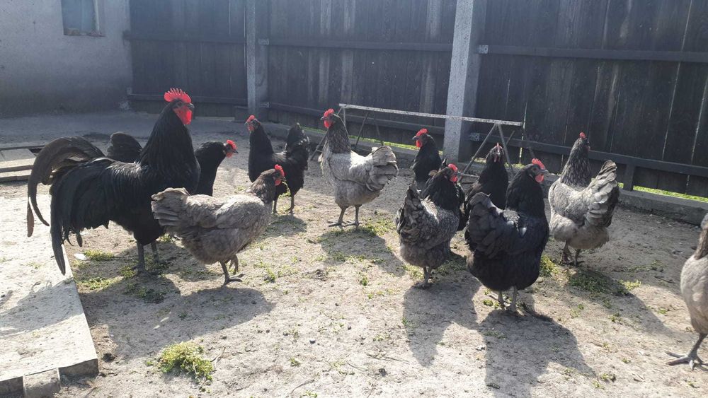 Ouă pentru incubat din rasa Australorp și moțate încălțate