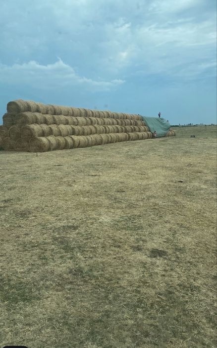 Baloti paie rotunzi 140/120