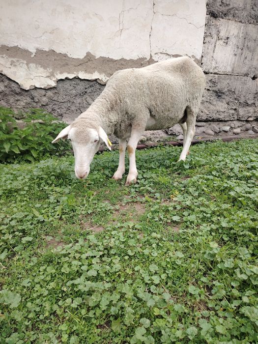 Продам матку с ягнёнком